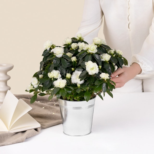 Azalée blanche et son cache pot