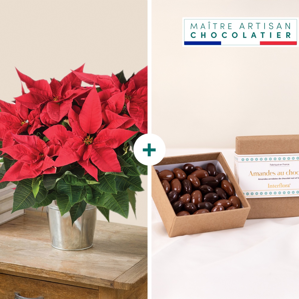Poinsettia et ses amandes au chocolat
