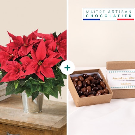 Poinsettia et ses amandes au chocolat