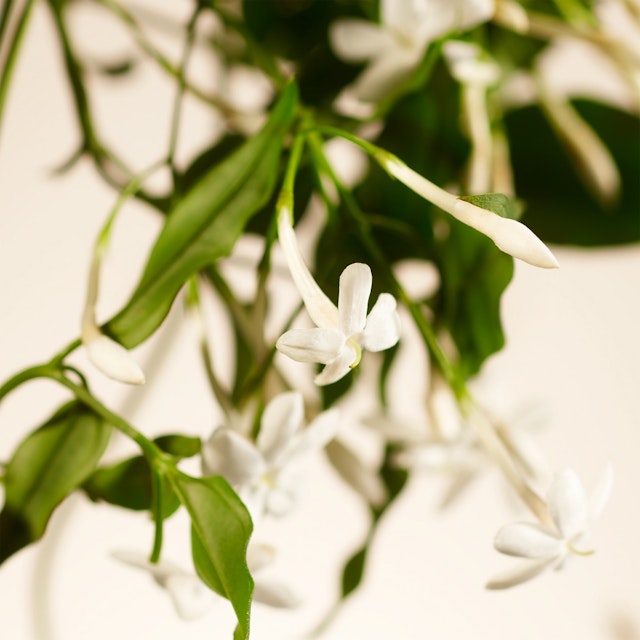 Duo Tulipes et Coffret Rituals Sweet Jasmine