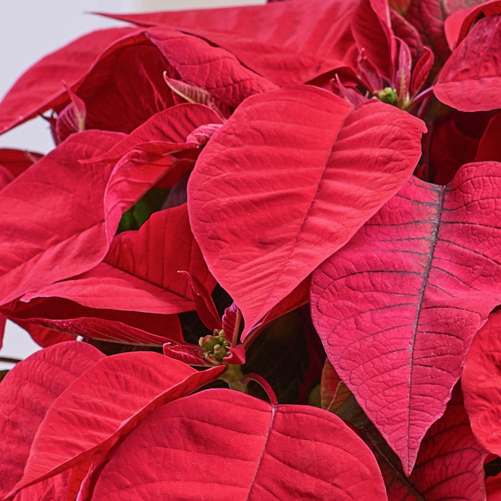 Poinsettia