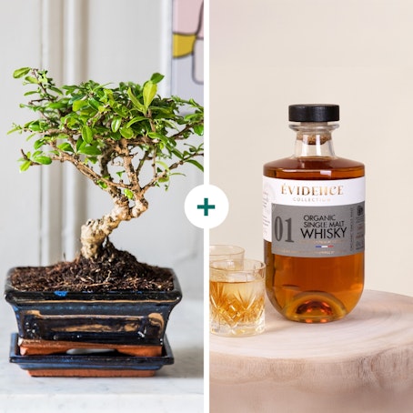 Coffret Bonsai et Whisky
