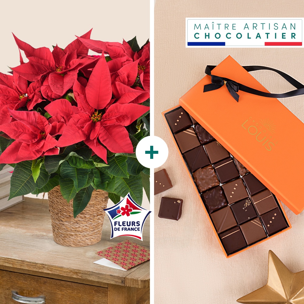 Poinsettia et ses chocolats