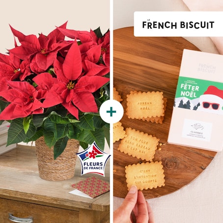 Poinsettia et ses biscuits Joyeuses Fêtes