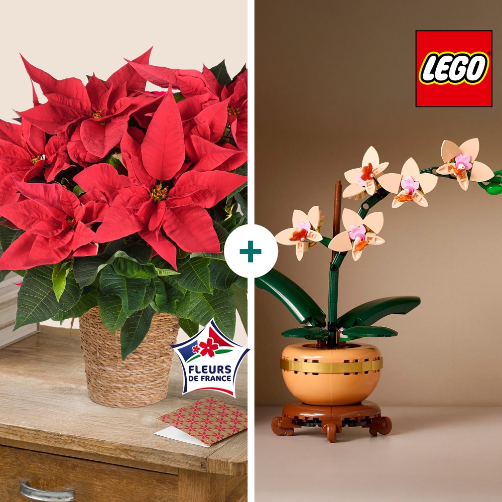 Duo Poinsettia et LEGO® Orchidée