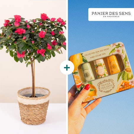 Azalée et son coffret crèmes mains - Panier des sens