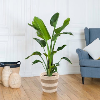 Strelitzia Nicolai