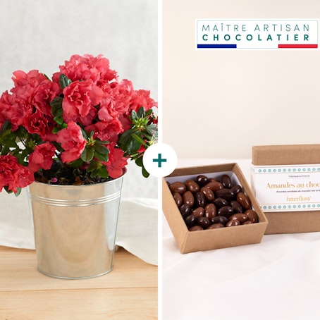 Azalée et ses amandes au chocolat