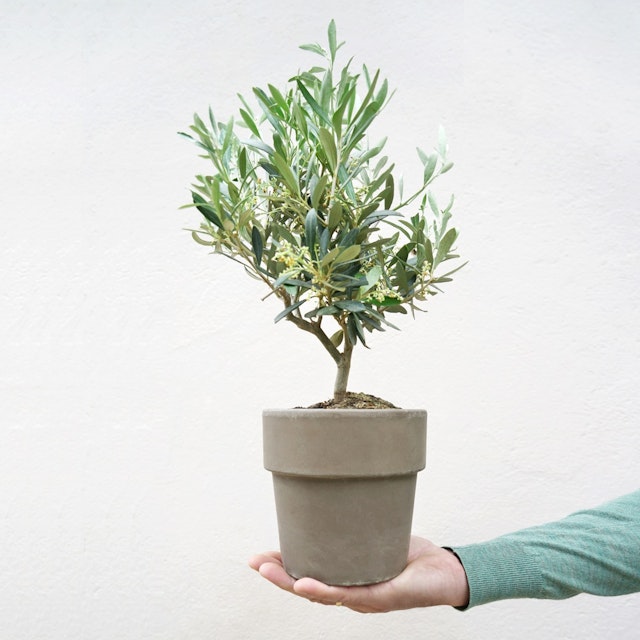 Coffret naissance plante