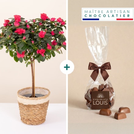Azalée tige et ses chocolats cœurs
