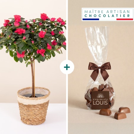 Azalée tige et ses chocolats cœurs