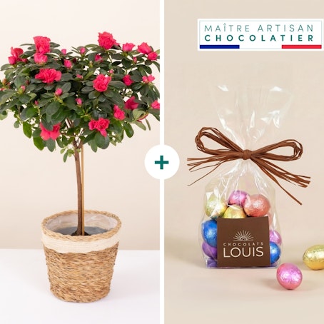 Azalée tige et ses petits oeufs de Pâques