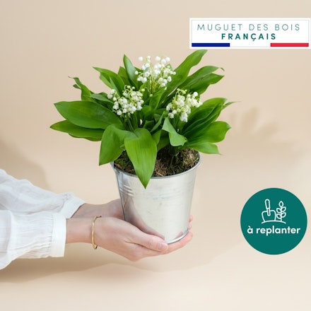Muguet des bois