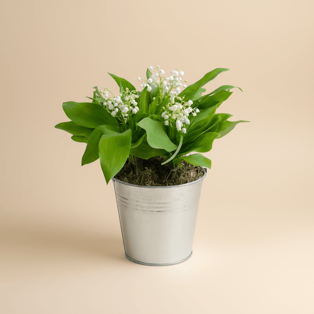 Muguet des bois