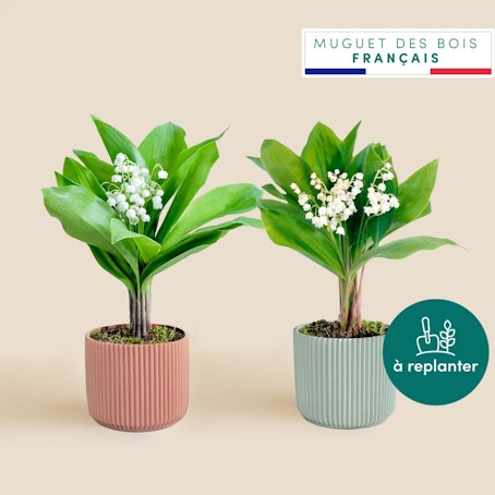 Duo de muguet des bois