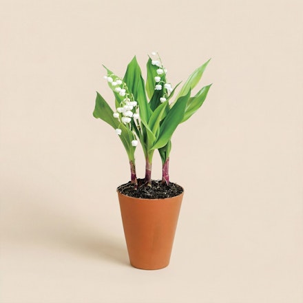 Muguet en pot