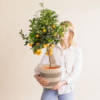 Grand Calamondin