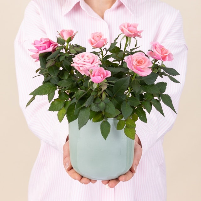 Rosier