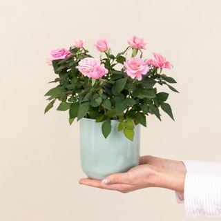 Rosier