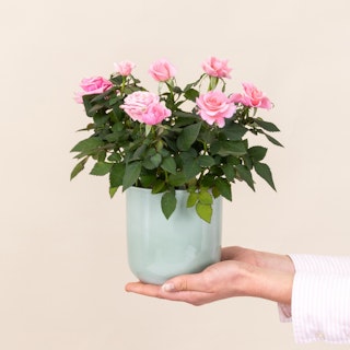 Rosier