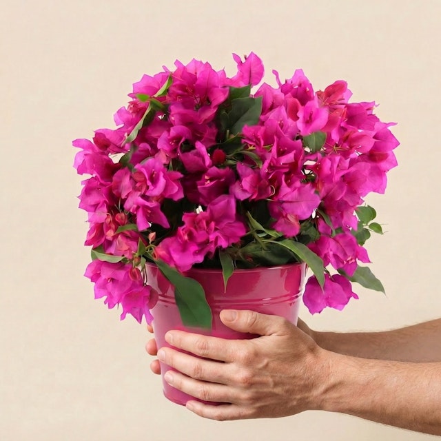Bougainvillier