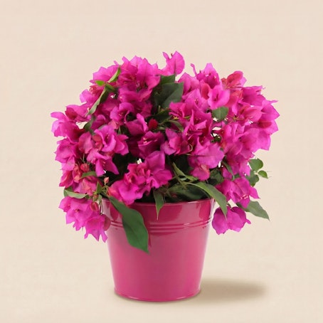 Bougainvillier