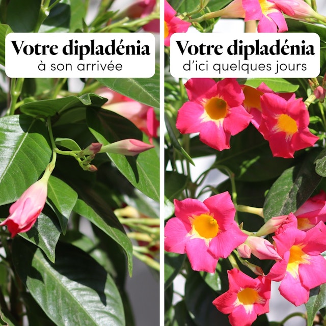 Dipladénia et son cache pot