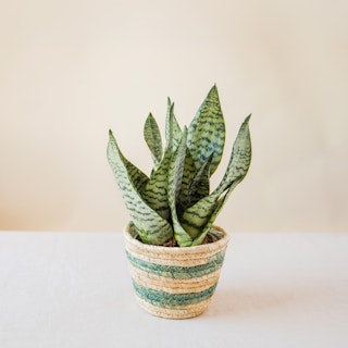 Sansevieria