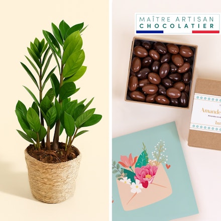 Coffret cadeau plante