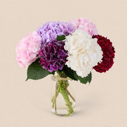 Brassée d'Hortensias