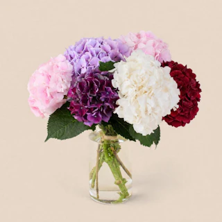 Brassée d'Hortensias