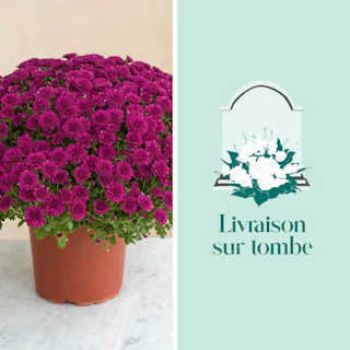 Chrysanthème mauve et sa livraison sur tombe