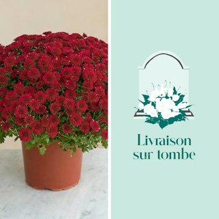 Chrysanthème rouge et sa livraison sur tombe