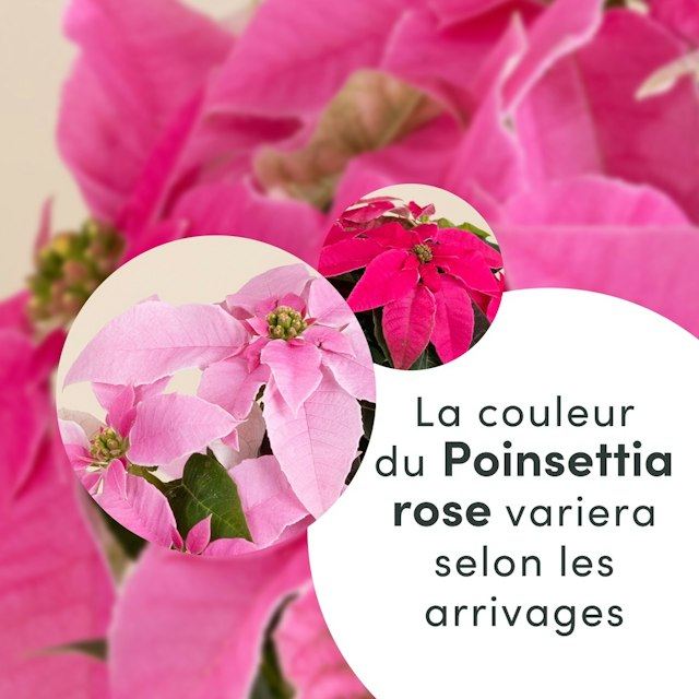 Poinsettia rose