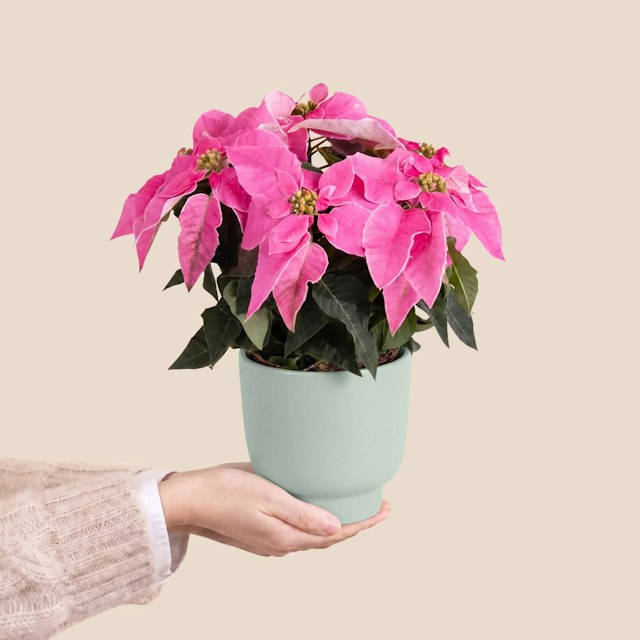 Poinsettia rose et son cache pot