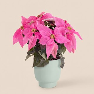 Poinsettia rose et son cache pot