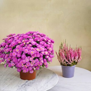 Chrysanthème rose et sa bruyère