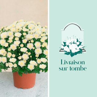 Chrysanthème blanc et sa livraison sur tombe