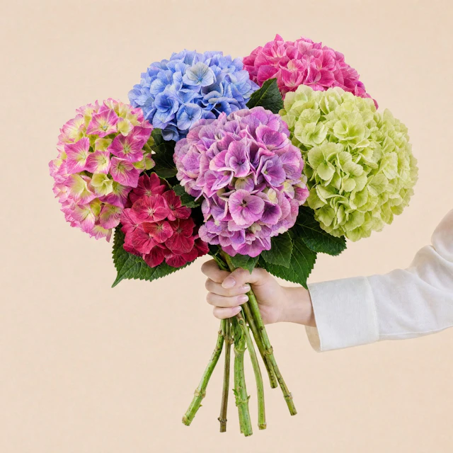 Brassée d'Hortensias