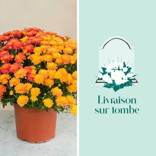 Chrysanthème multicolore et sa livraison sur tombe