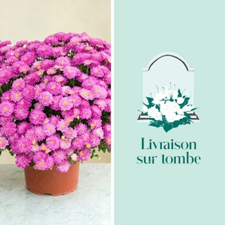 Chrysanthème rose et sa livraison sur tombe