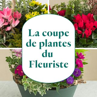 La coupe de plantes du fleuriste