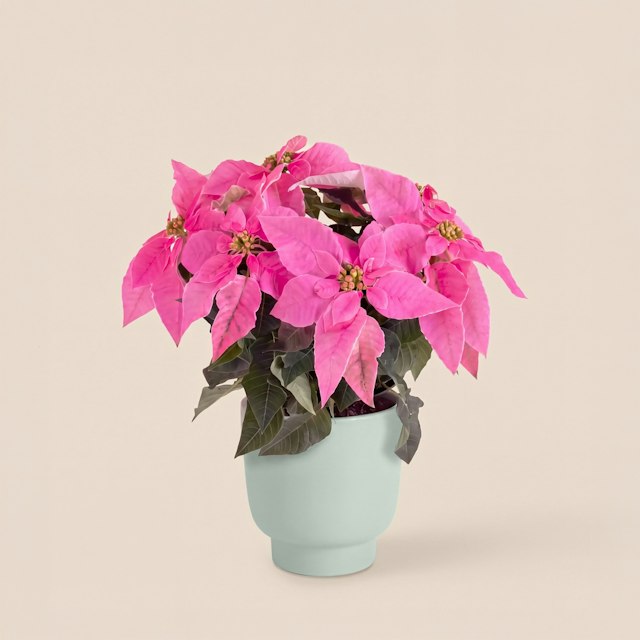 Poinsettia rose et son cache pot
