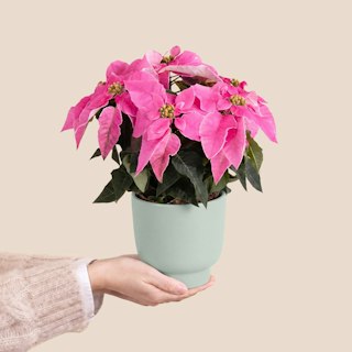 Poinsettia rose et son cache pot