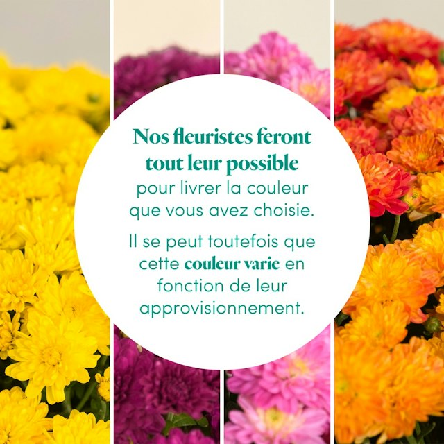 Chrysanthème rose et sa bruyère