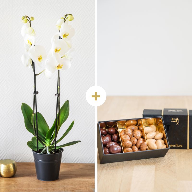 Orchidée et Chocolats - Idée Cadeau Interflora - Livraison en 4H