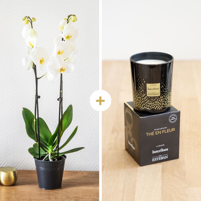 Orchidée Candide et sa bougie parfumée Esteban - Livraison Fleurs & Cadeaux - Interflora