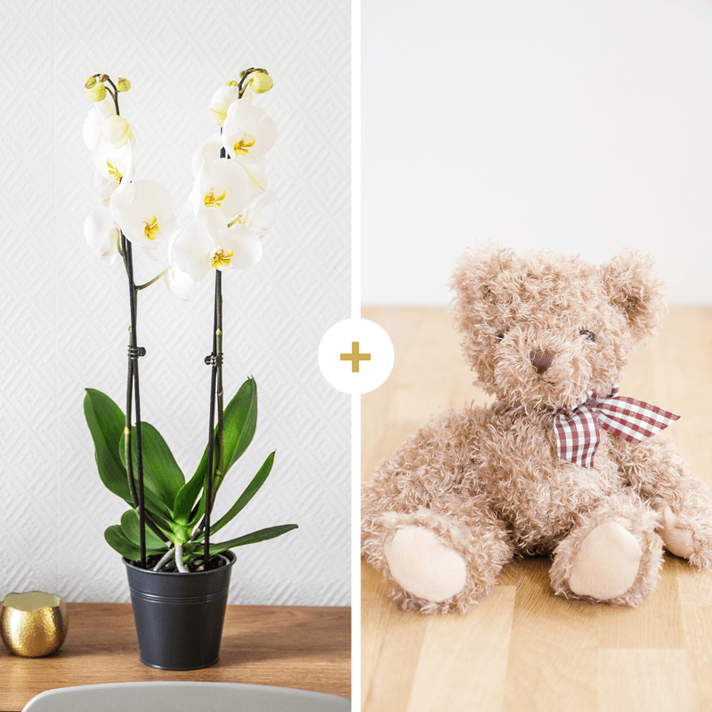 Orchidée Candide et son ourson Harry - Fleurs & Cadeaux Interflora