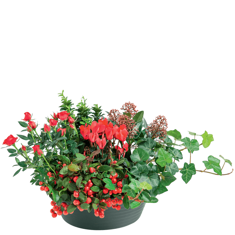 Interflora Deuil - Coupe de plantes de saison - Livraison Enterrement