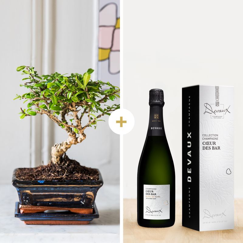 Bonsai et son champagne - Livraison par Chronopost - L'atelier Interflora - Interflora